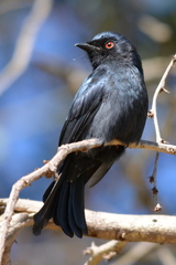 Dicrurus ludwigii tephrogaster