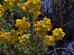 Calceolaria thyrsiflora