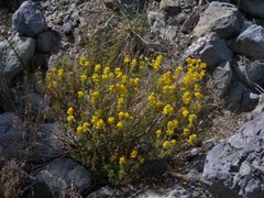 Calceolaria thyrsiflora