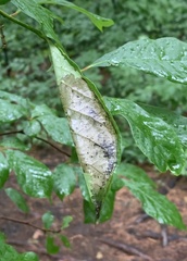 Actrix nyssaecolella