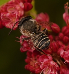 Megachile