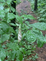 Actrix nyssaecolella