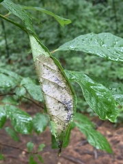 Actrix nyssaecolella