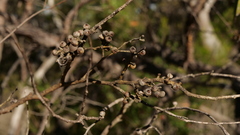 Eucalyptus umbra