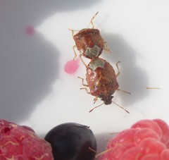 Cosmopepla intergressa