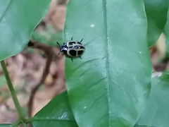 Aegithus quadrinotatus