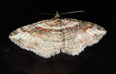 Costaconvexa