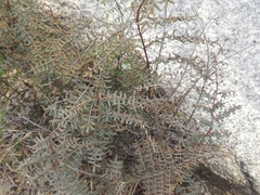 Pellaea mucronata mucronata