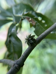 Dryocosmus floridensis
