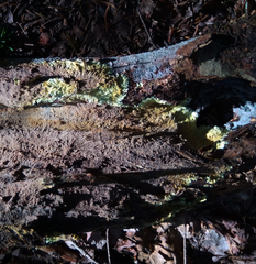 Trichoderma sulphureum