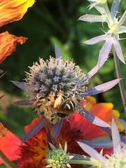 Anthophila