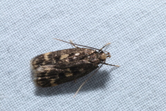 Martyringa latipennis