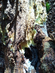 Trichoderma sulphureum