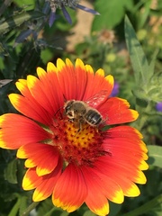 Megachile perihirta