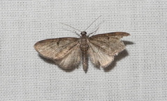Eupithecia assimilata