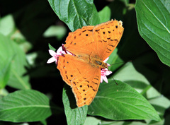 Vindula arsinoe