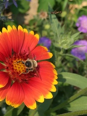 Megachile perihirta