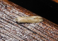 Blastobasis lacticolella