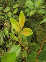 Gaiadendron punctatum