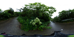Angelica japonica