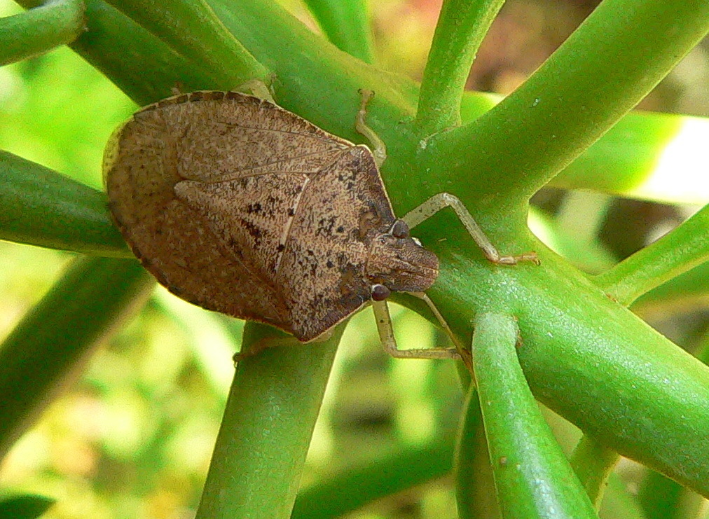 Boerias maculata