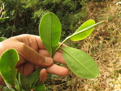 Marcgraviaceae