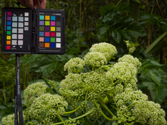 Angelica japonica
