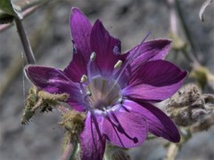 Malesherbia linearifolia