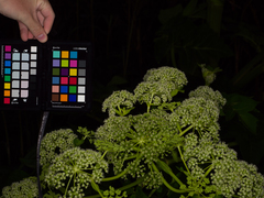 Angelica japonica