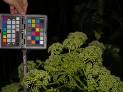 Angelica japonica