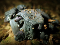 Gerronema waikanaense