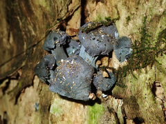 Gerronema waikanaense