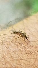 Aedes communis