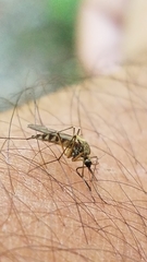 Aedes communis