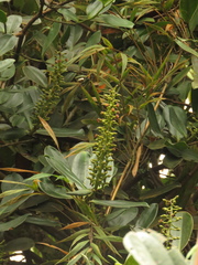 Marcgraviaceae