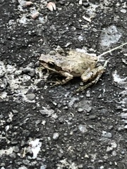 Pseudacris brachyphona