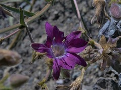 Malesherbia linearifolia