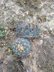 Coryphantha salinensis