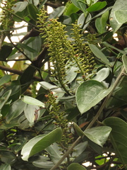 Marcgraviaceae
