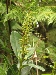 Marcgraviaceae