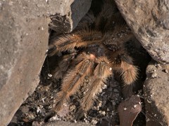 Grammostola rosea