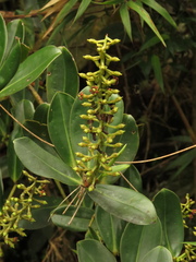 Marcgraviaceae