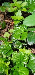 Rubus nivalis