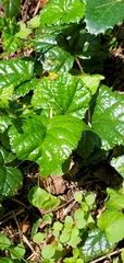 Rubus nivalis