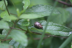 Calligrapha thermalis