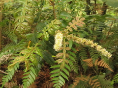 Weinmannia pubescens