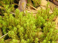 Leptodontium