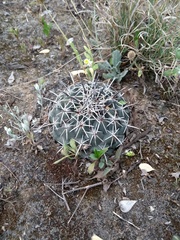 Coryphantha salinensis