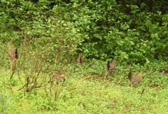 Galloperdix spadicea