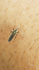 Aedes atropalpus
